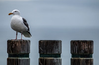 _MG_2248-Edit